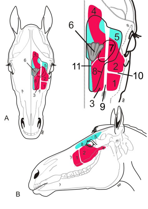 Equine Sinus Conditions - Large Animal Hospital » …