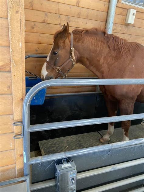 Equine Smarts Therapy