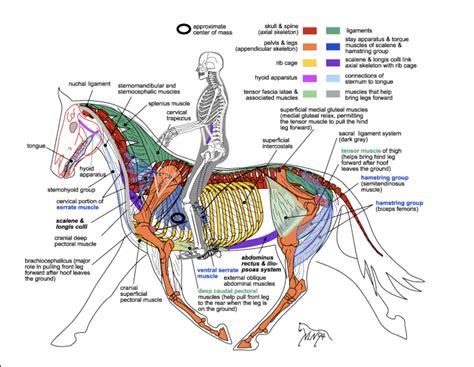 Equine anatomy. The horse is standing in a specially made stock, and the floor has numerous air jets that allow the stocks and horse to float above the floor. This allows the table to move through the gantry with minimal resistance. Many sources provide CT and MR imaging of normal anatomy. 12–14 