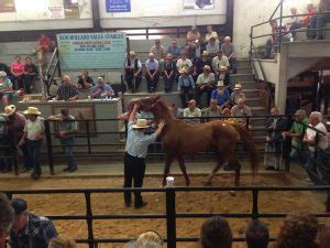 Equine auctions near me. Things To Know About Equine auctions near me. 