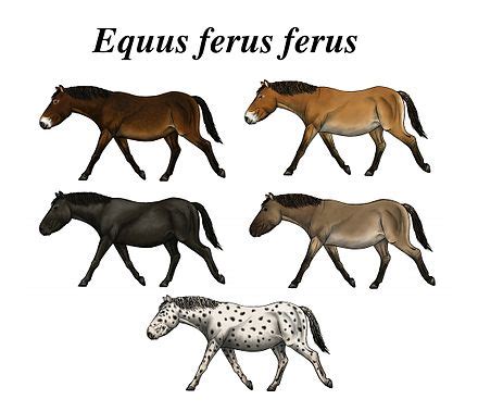 Equine coat color - Wikipedia