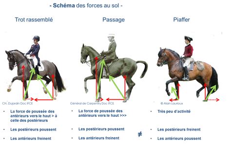 Equitation : La Formation du cavalier - Le Dressage du cheval