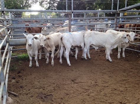 Equity livestock market report. Things To Know About Equity livestock market report. 