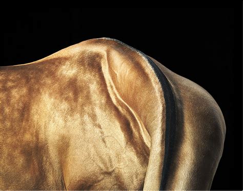 Download Equus By Tim Flach