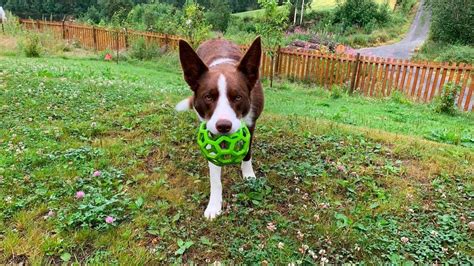 Er det farlig å kaste ball med hunden? - nht.no