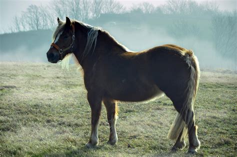 Er oldenborg koldblod