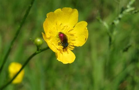 Er smørblomsten giftig