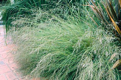 Eragrostis curvula (100 grams) – Lifestyle Seeds