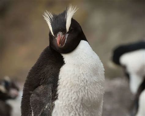 Erect-crested penguin - Wikipedia