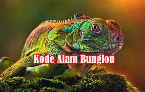 Erek bunglon iguana 2d togel. Cara daftar agen togel.