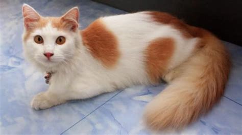 Erek erek abjad 【Harga kucing anggora dibawah 500rb】