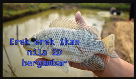 Erek erek ikan nila 2d. Potongan dan bonus freespin.