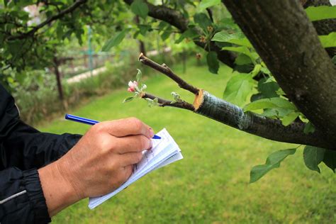 Erfolgreiches pflanzen und pflegen von bäumen ein leitfaden für praktiker und konsumenten. - O l maths paper sri lanka.