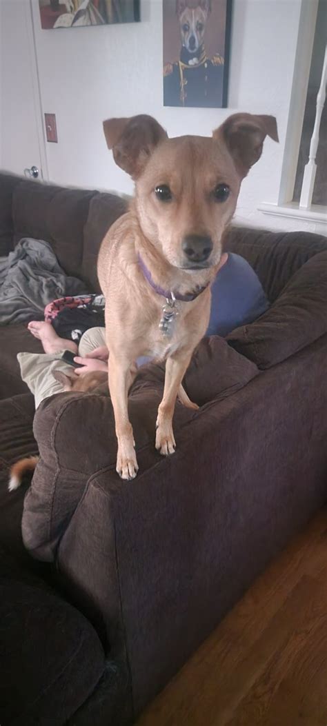 Erie pa pets craigslist. craigslist Pets "pitbull" in Erie, PA. see also. Female shepherd, hound mix. $0. Waterford pa ... 