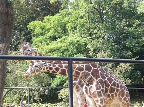 Erie Zoo: Wonderful little zoo! - See 804 traveler reviews, 363 candid photos, and great deals for Erie, PA, at Tripadvisor.. 