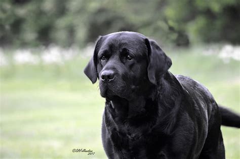 Erinhill labradors. Things To Know About Erinhill labradors. 