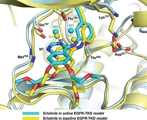 Erlotinib binds both inactive and active conformations of the EGFR ...