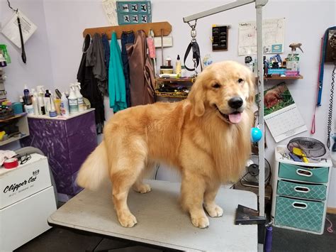 Ernest Hill Boarding and Grooming - Home Facebook