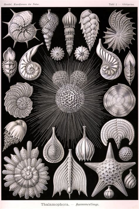 Ernst Haeckel - Etsy