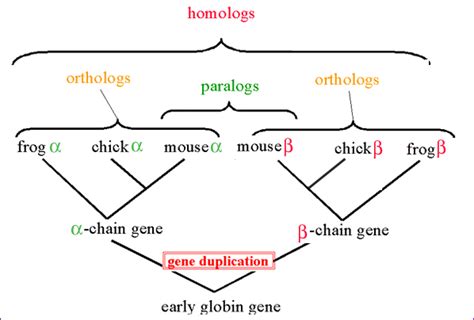 Orthologs and paralogs are two types of homologous genes that evolved, respectively, by vertical descent from a single ancestral gene and by duplication. . Erothogs