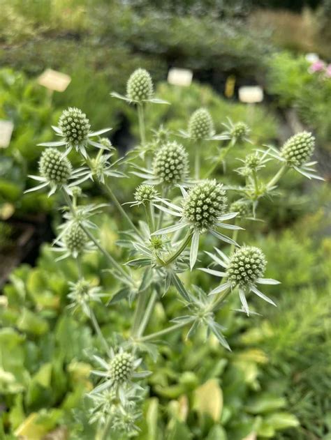 Eryngium ‘White Glitter’ NC State Extension