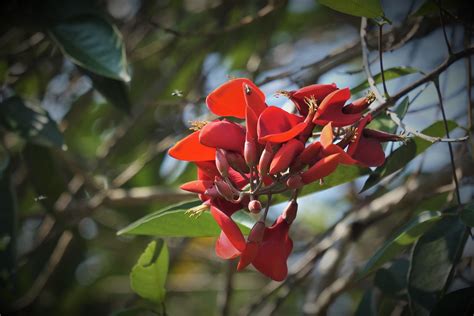 Erythrina variegatavar. orientalis Coral Tree - University of …