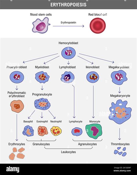 Erythropoiesis is stimulated when