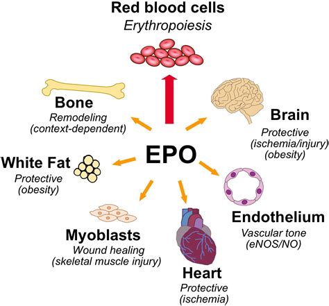 Erythropoietins erythropoietic factors and erythropoiesis molecular cellular preclinical and cl. - Campagnes angevines à la fin du moyen age (vers 1350-vers 1530).