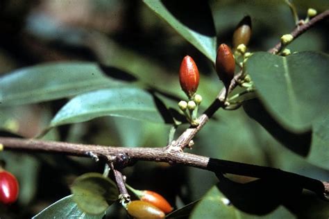 Coca Plant Seed or Erythroxylum seeds are sown widely across Southern America. It is a tropical plant grown in higher altitudes and humidity.. 