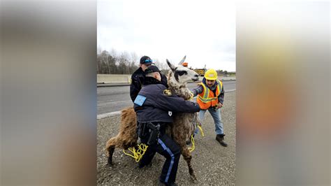 Escaped llama safely corralled by OPP after wandering onto GTA highway