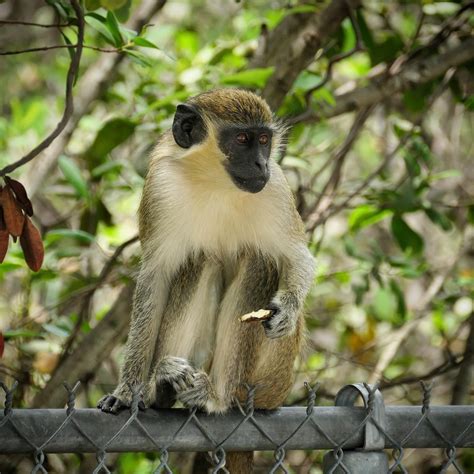 Escaped vervet monkey spotted in Fort Lauderdale area is ‘searching for love,’ expert says