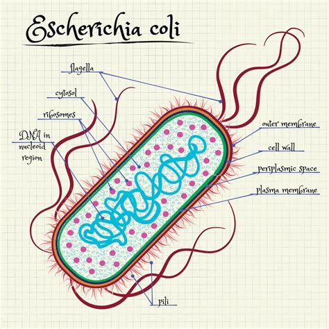 Escherichia Mikrobiyoloji.