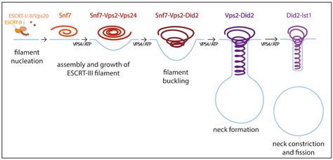 The endosomal sorting complex required for transport (ESCRT) machinery is an ancient system that deforms membrane and severs membrane necks from the inside. . Escrts