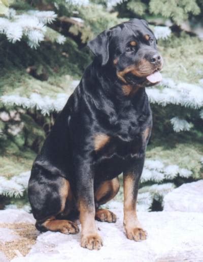 Esmond Rottweilers - V-Rated Am CH/CT, Can CH/OTCH Esmonds …