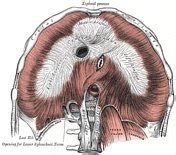 Esophageal hiatus Radiology Reference Article Radiopaedia.org