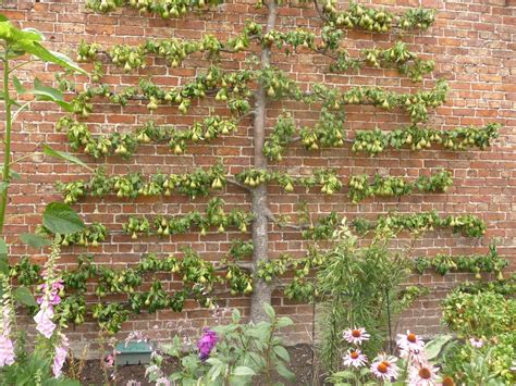 Espalier trees. Learn how to grow a tree flat against a wall, fence or trellis with this easy guide. Follow the step-by-step instructions and tips for creating a simple horizontal … 