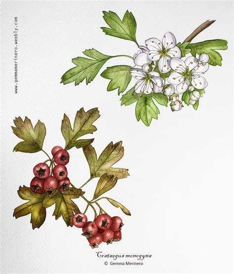 Espino albar. Crataegus monogyna (Gemma Merinero) Naturalista
