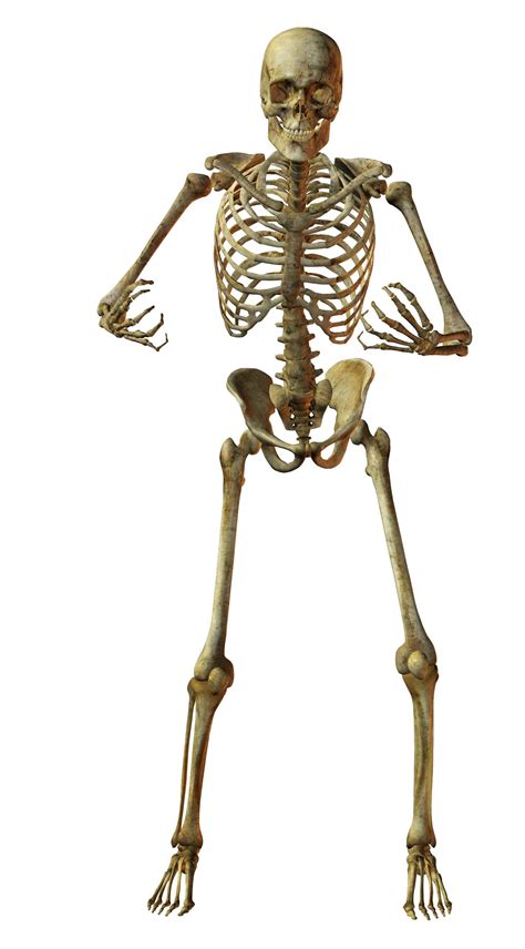 Esqueleto. El esqueleto humano adulto está compuesto por 206 huesos y sus cartílagos asociados. Los huesos están sustentados por ligamentos, tendones, bursa y músculos. Los huesos del cuerpo están agrupados dentro de dos divisiones distintas: El esqueleto axial, que incluye los huesos a lo largo del eje longitudinal del cuerpo. 