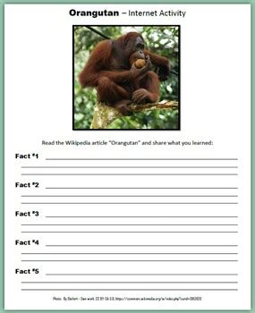 Essay On Orangutans - 773 Words Internet Public Library