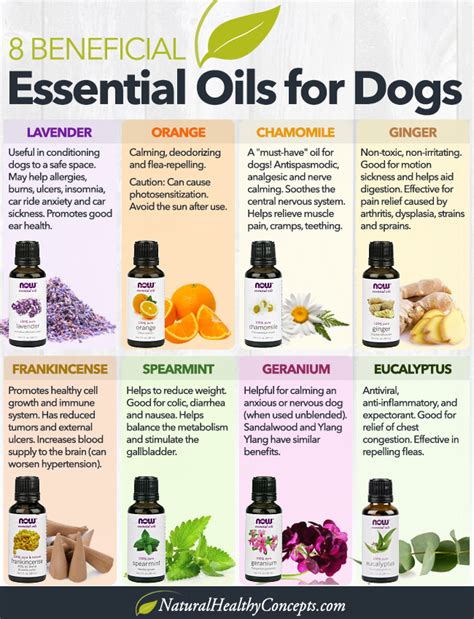 Essential Oils for a Dog