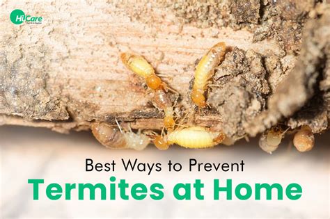 Essential Practices to Prevent Termite Damage