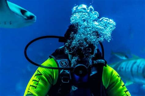 Essential Scuba Diving Refresher Tips - XploreDive