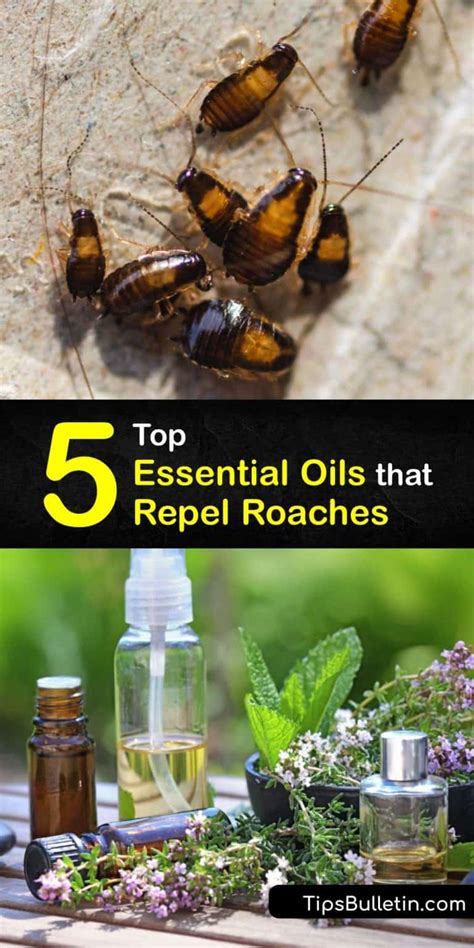 Essential oils for roaches. A variety of essential oils repels cockroaches, but eucalyptus oil is one of the most effective. When using any essential oil to repel cockroaches, it is important to use high … 