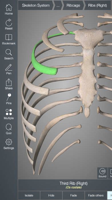 Essential skeleton 3d app iphone.  3D4Medical have developed a cutting edge...