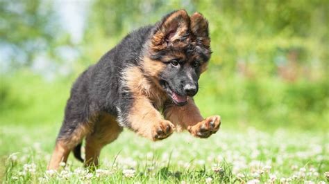 Essentials For German Shepherd Puppy