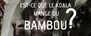 Est-ce que le Koala Mange du Bambou ? Bambou Boutique