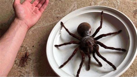 Estas arañas gigantes se están expandiendo en EEUU