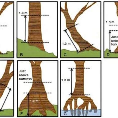 Estimating the heights and diameters at breast height of trees in an