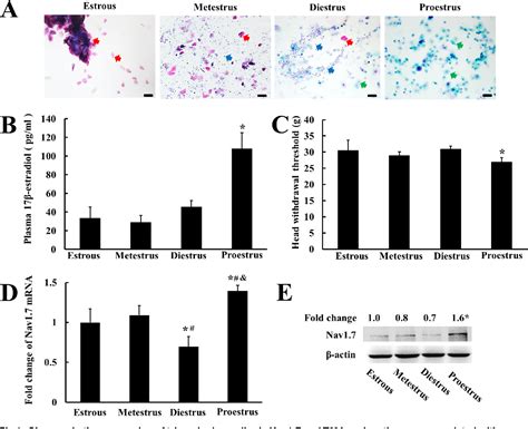 Estradiol upregulates voltage-gated sodium channel 1.7 in trigeminal …