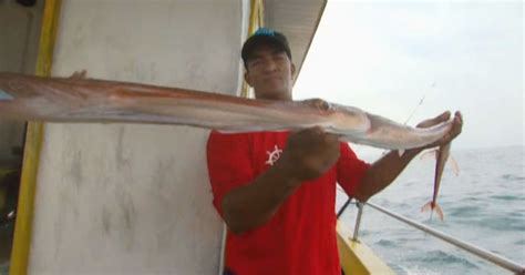 Estranho amante da pescadora de peixe corneta. - Cria casera de lombrices manual practico para su aprovechamiento ecologico.